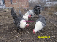 куры брекель