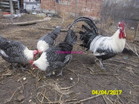 куры брекель