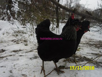 русская хохлатая