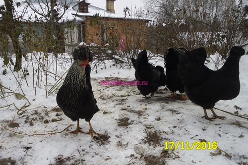 русская хохлатая
