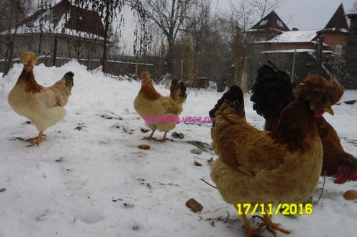 русская хохлатая