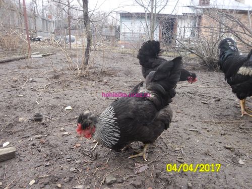 русская хохлатая